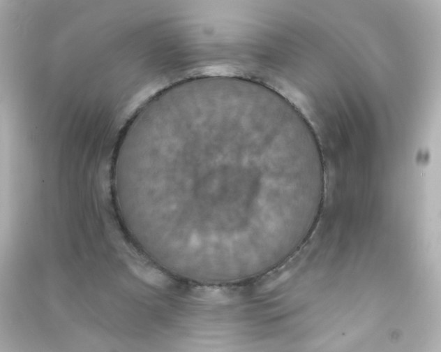 X0000090500297200708102247