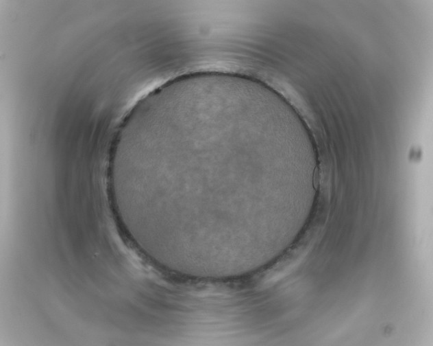 X0000090500434200708102244