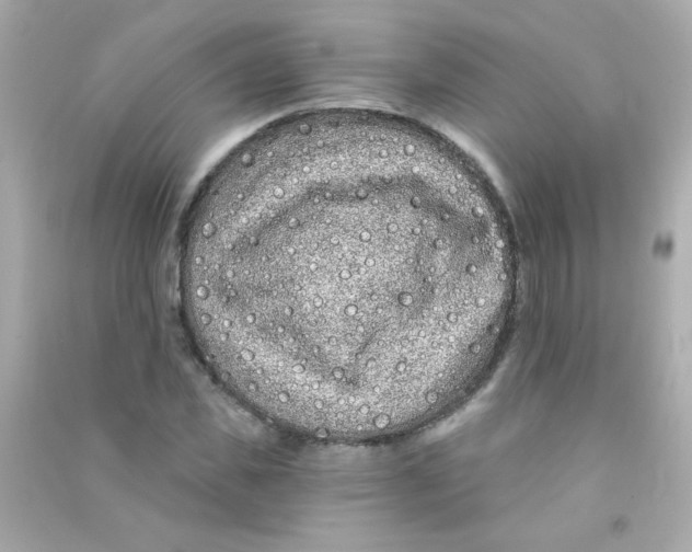 X0000090500925200708102237