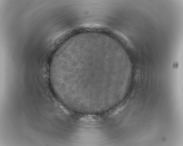 X0000090500966200708102237