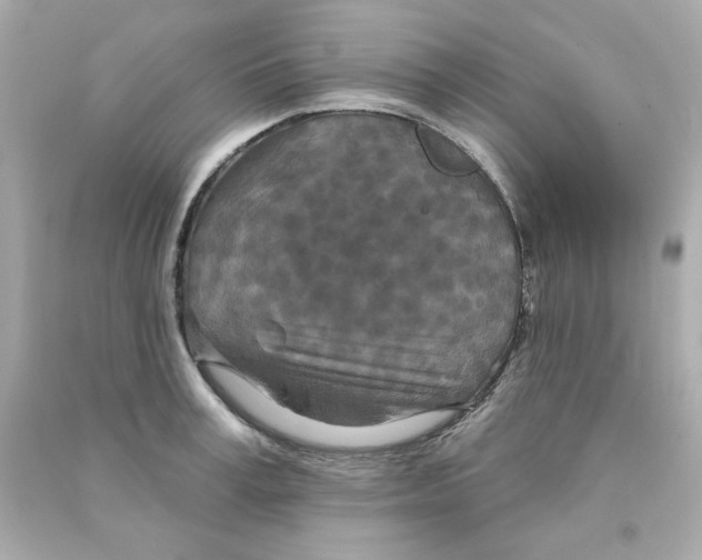 X0000090500995200708102237