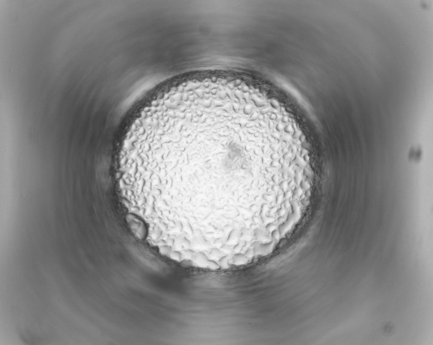 X0000090501259200708102233