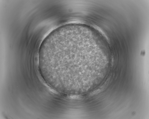 X0000090501274200708102233