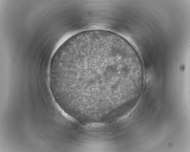 X0000090501294200708102232