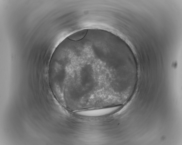 X0000090501529200708102229