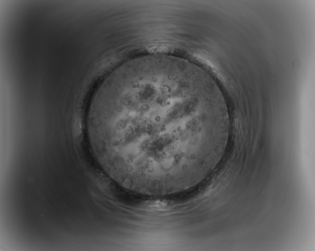 X0000090600687200707171333