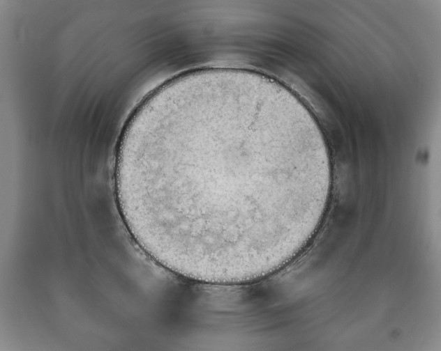 X0000090600856200707241042