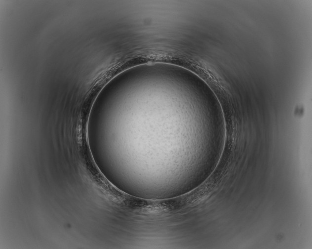 X0000090600696200707311202