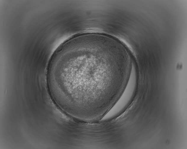 X0000090601325200707311153