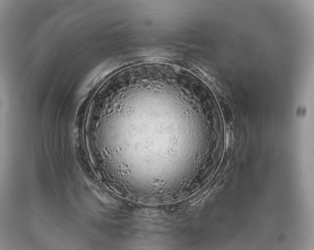 X0000090610339200707241111