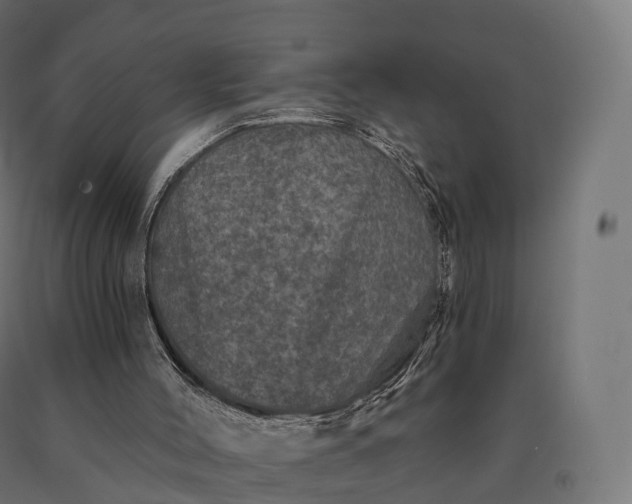 X0000090610004200707311232