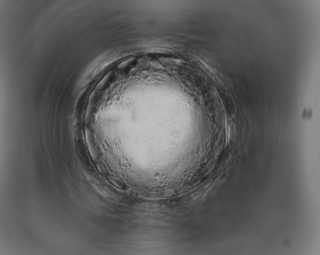 X0000090610339200707311226