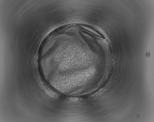 X0000090610439200707311225