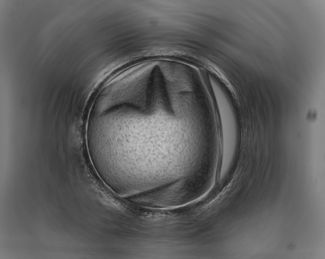 X0000090610786200707311221