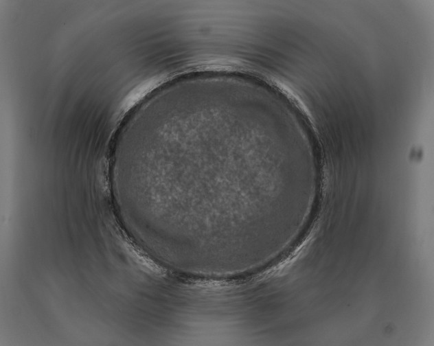 X0000090610970200707311219