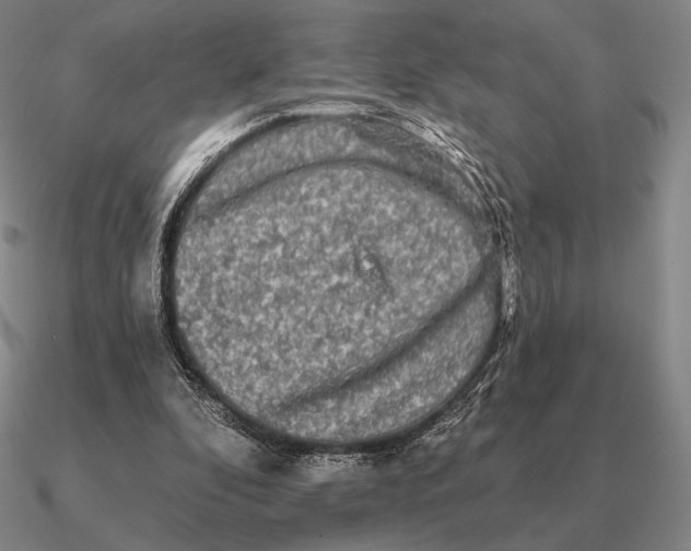 X0000090610296200708071209