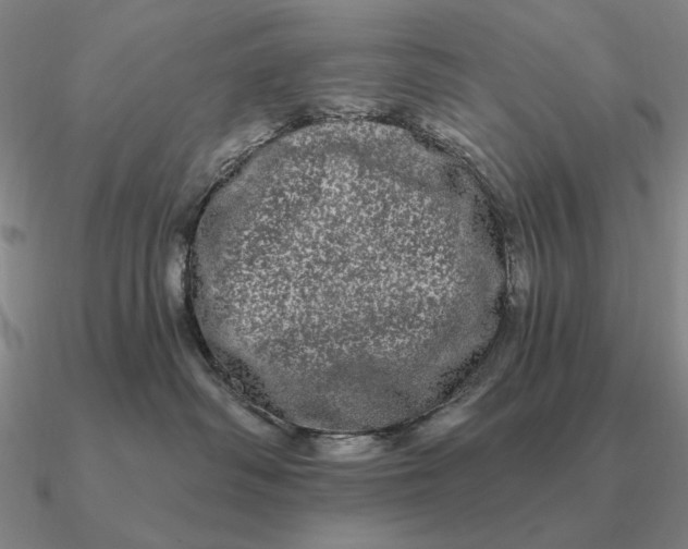 X0000090610334200708071208