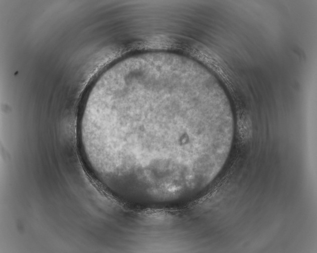 X0000090610534200708071205