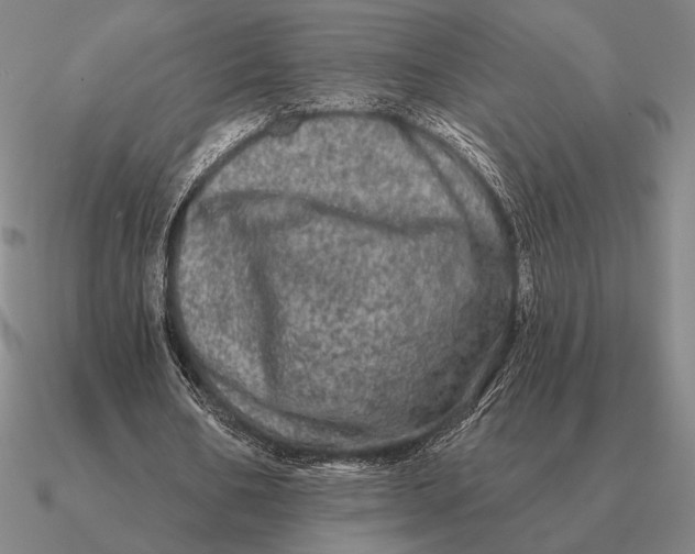 X0000090610578200708071205