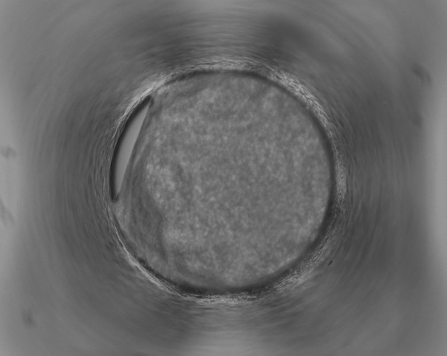 X0000090610625200708071204