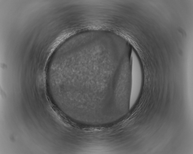 X0000090610626200708071204