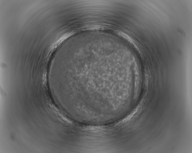 X0000090610778200708071202