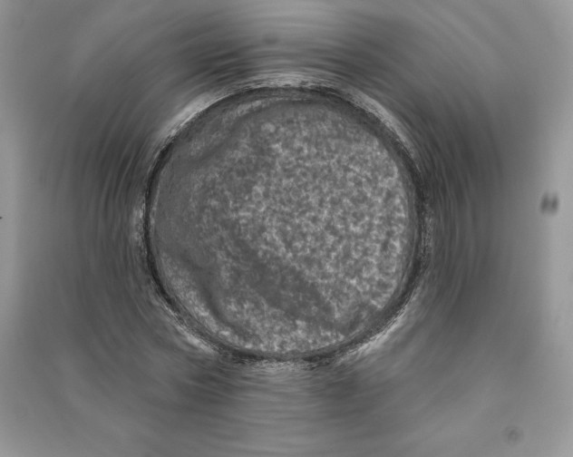 X0000090610778200708141350