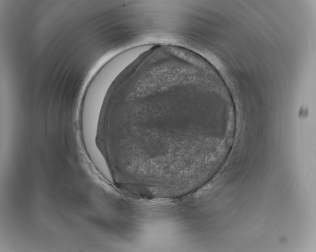 X0000090610864200708141350