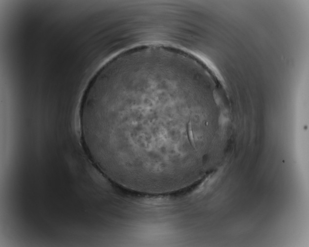 X0000090620887200707171433