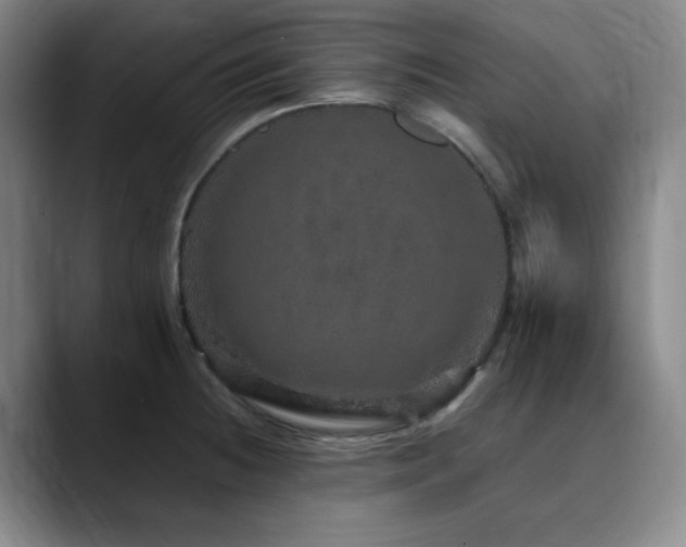 X0000090621236200707171429