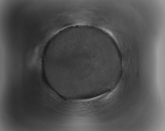 X0000090621263200707171428