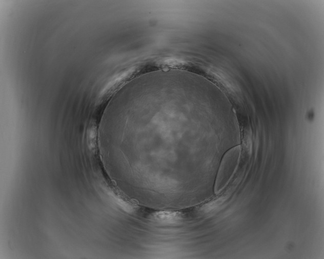 X0000090620526200707241132