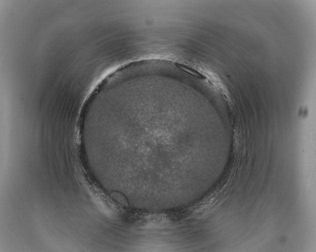 X0000090620628200707241130