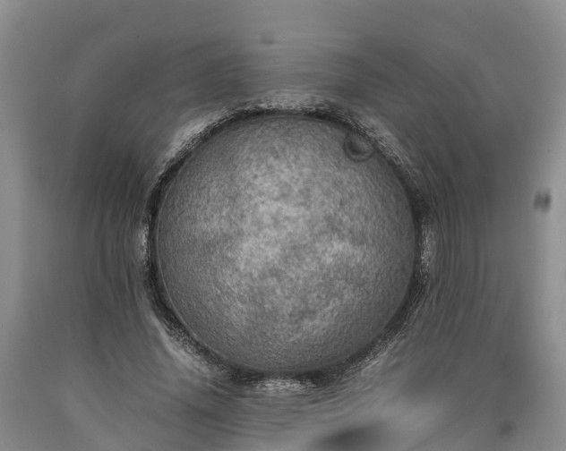 X0000090620636200707241130