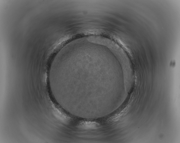 X0000090620637200707241130