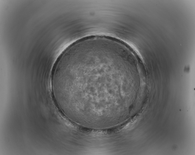 X0000090620887200707241126