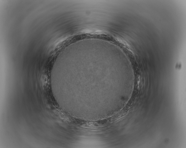 X0000090620966200707241125