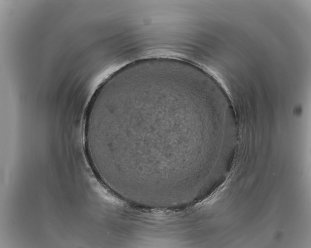 X0000090620987200707241125