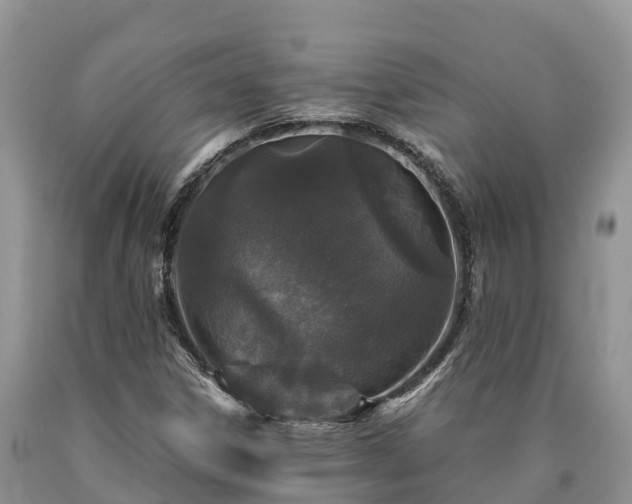 X0000090621306200707241120