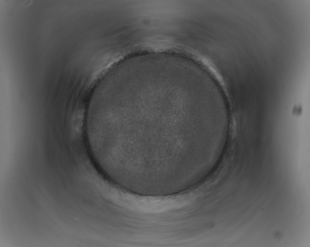 X0000090620018200707311254