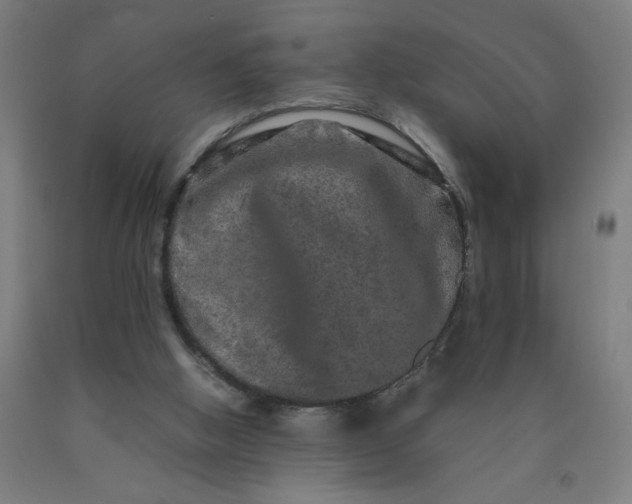 X0000090620058200707311253