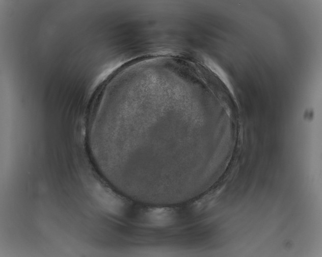 X0000090620059200707311253