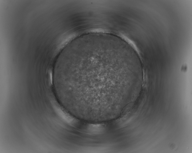 X0000090620061200707311253