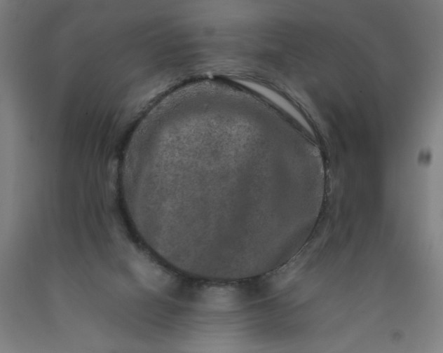 X0000090620066200707311253