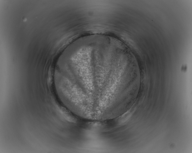 X0000090620074200707311253