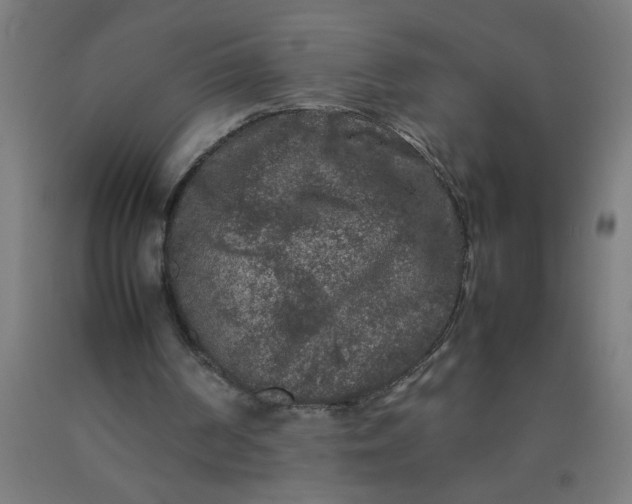 X0000090620194200707311251