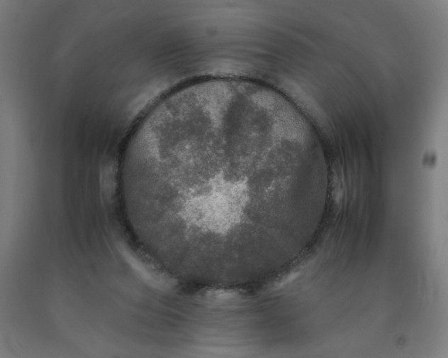 X0000090620208200707311251