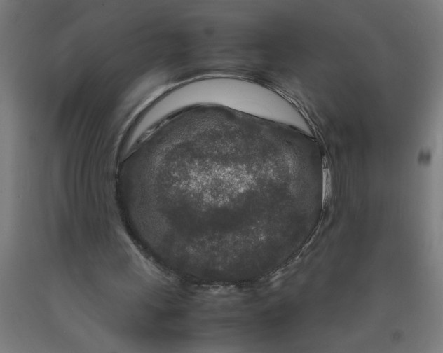 X0000090620243200707311250