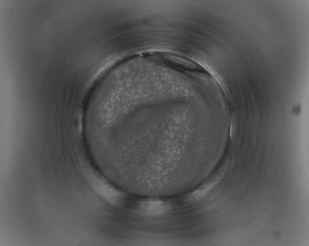 X0000090620253200707311250