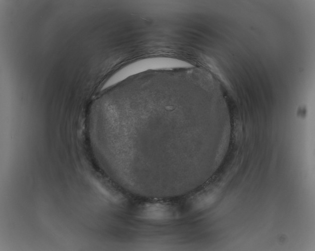 X0000090620259200707311250